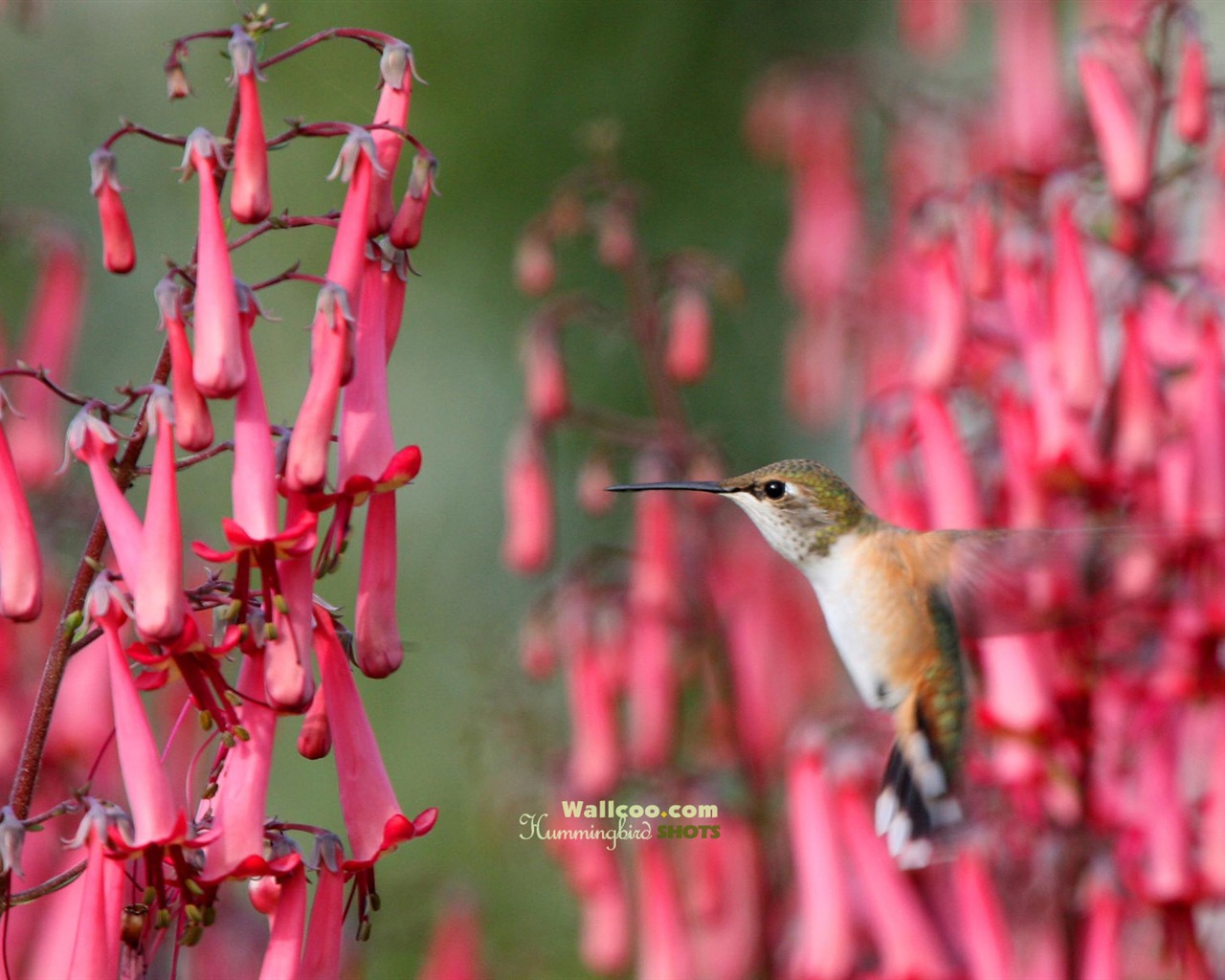 hummingbirds Foto Wallpaper #27 - 1280x1024