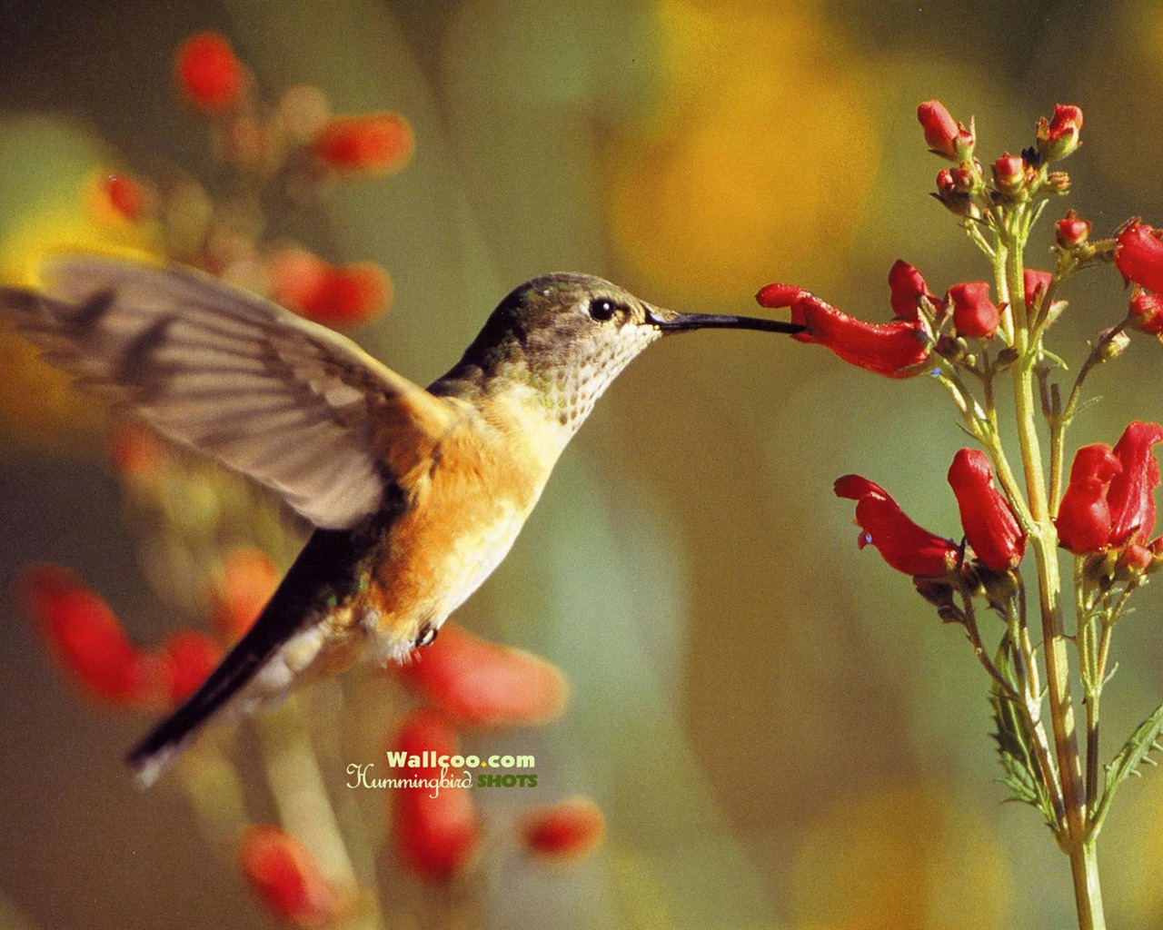 hummingbirds Foto Wallpaper #28 - 1280x1024
