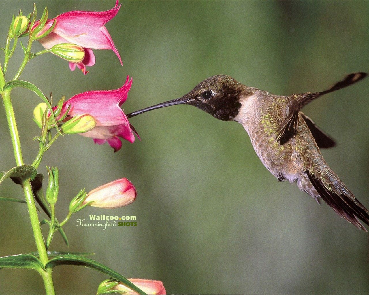 hummingbirds Foto Wallpaper #29 - 1280x1024
