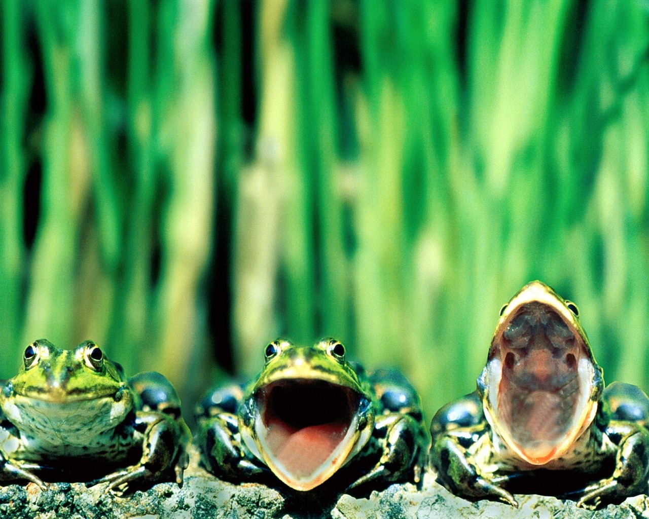 Frog Album Fonds d'écran #1 - 1280x1024