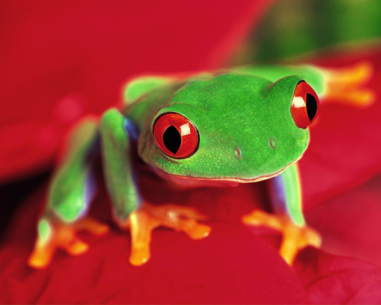 Frog Album Fonds d'écran #6 - 1280x1024