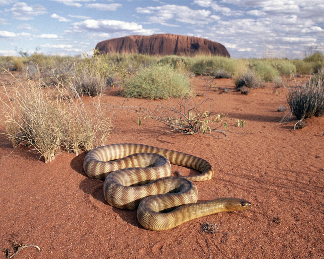 Snake écran Album #14 - 1280x1024