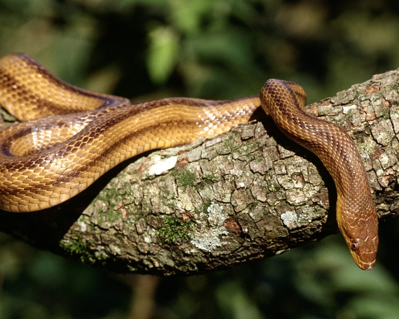 Snake Bilder Album #20 - 1280x1024