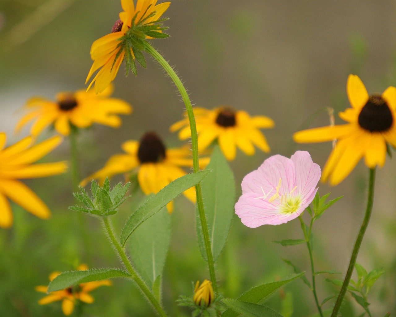 Flowers close-up (3) #16 - 1280x1024