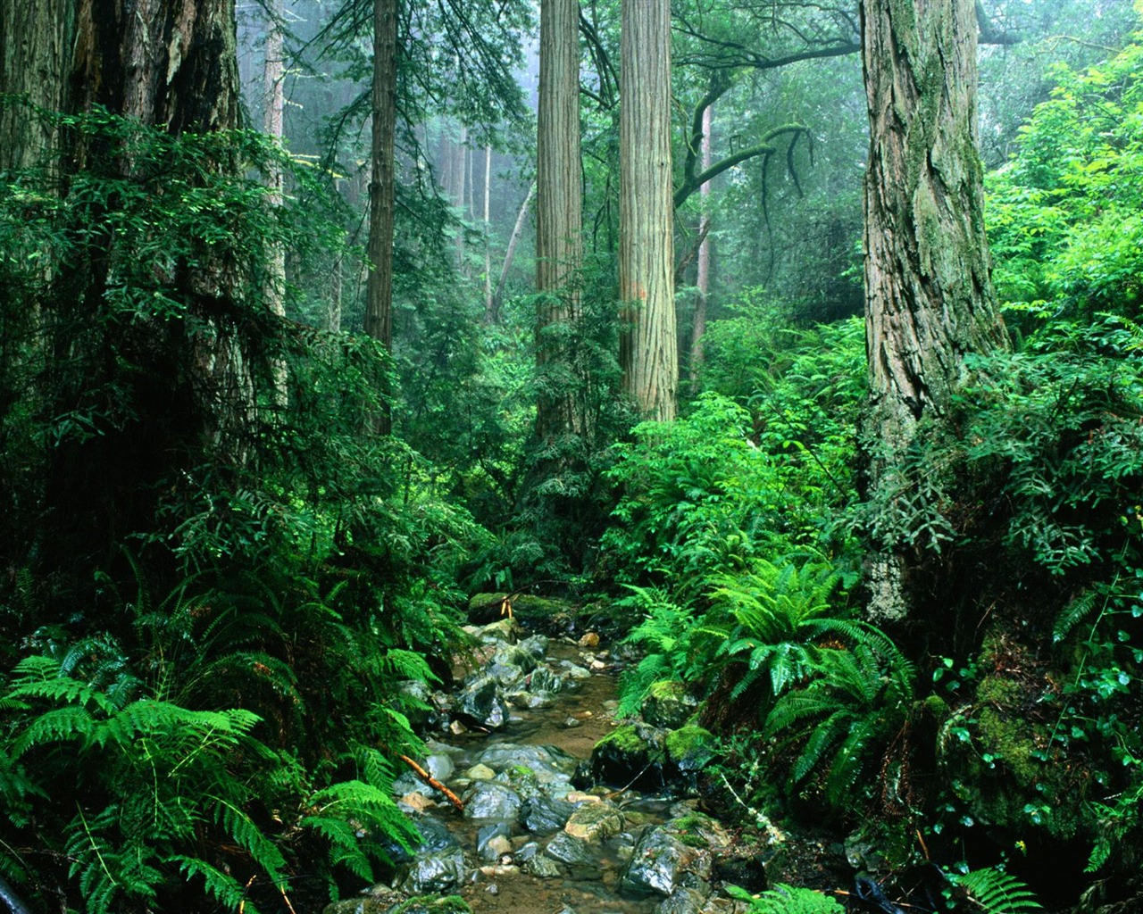 Fond d'écran d'arbres forestiers #31 - 1280x1024