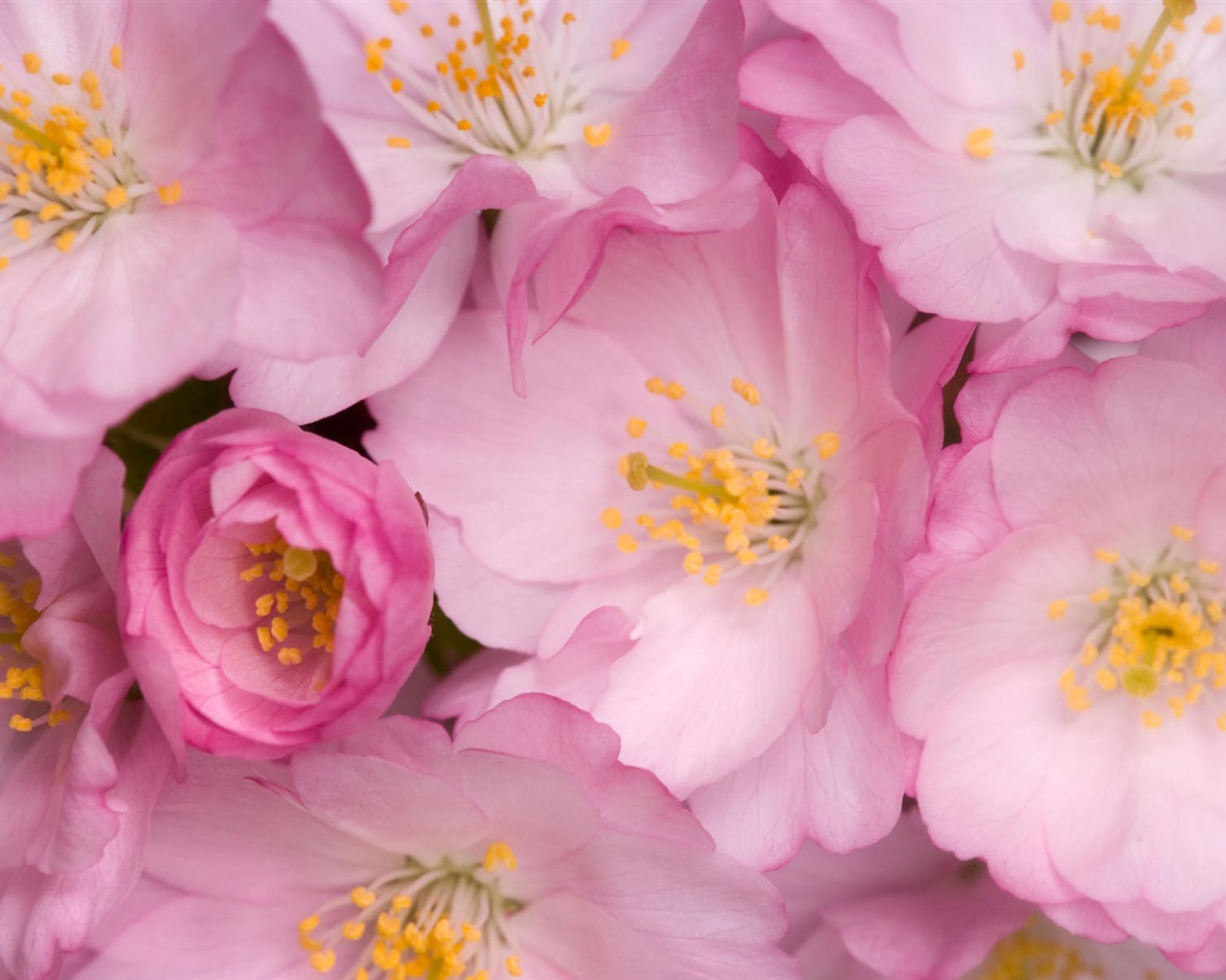 Widescreen wallpaper flowers close-up #4 - 1280x1024