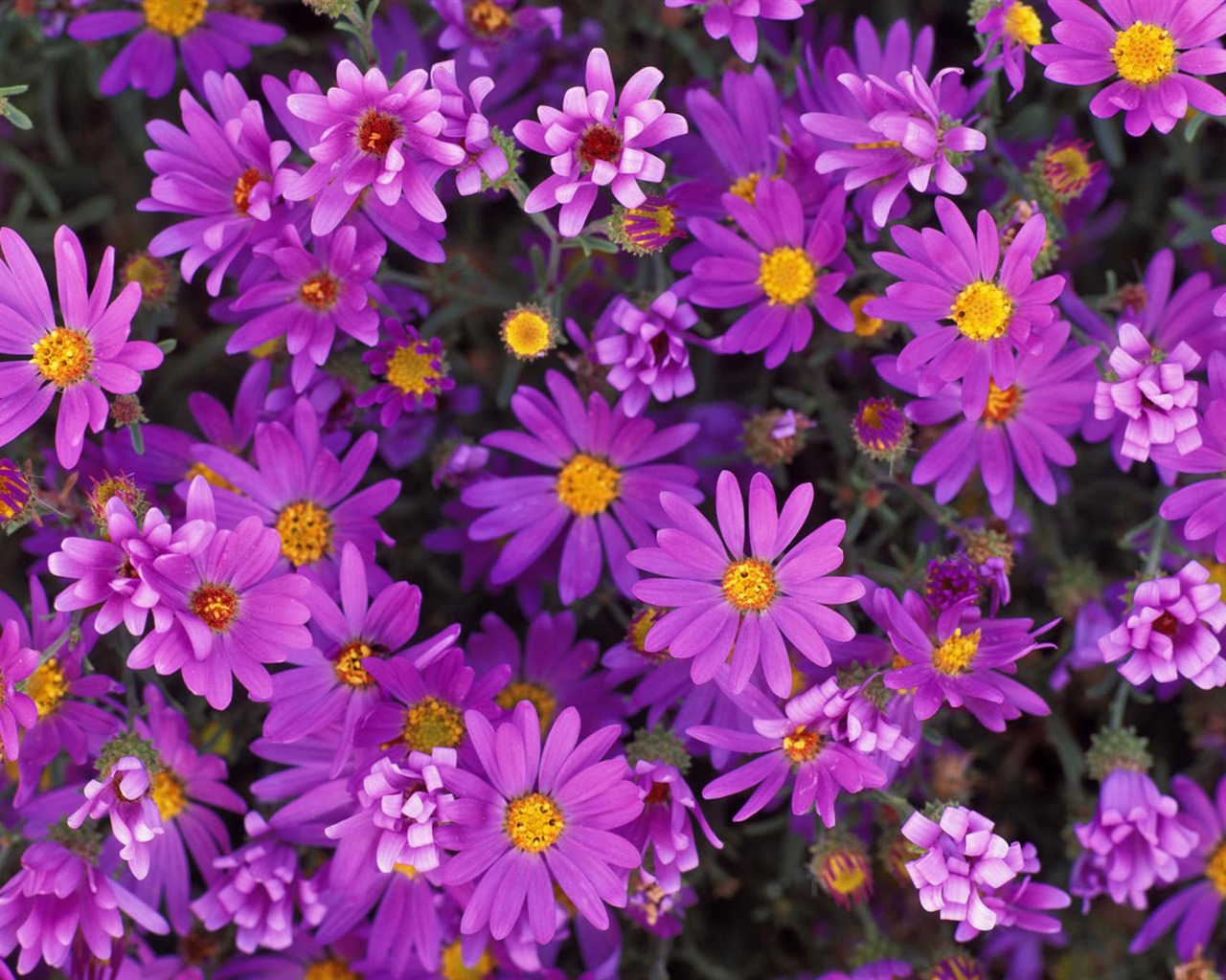 Widescreen wallpaper flowers close-up #8 - 1280x1024