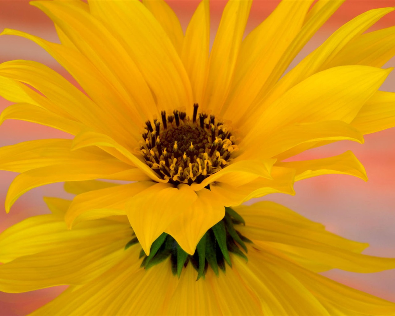 Pantalla ancha de flores fondos de escritorio de close-up #12 - 1280x1024