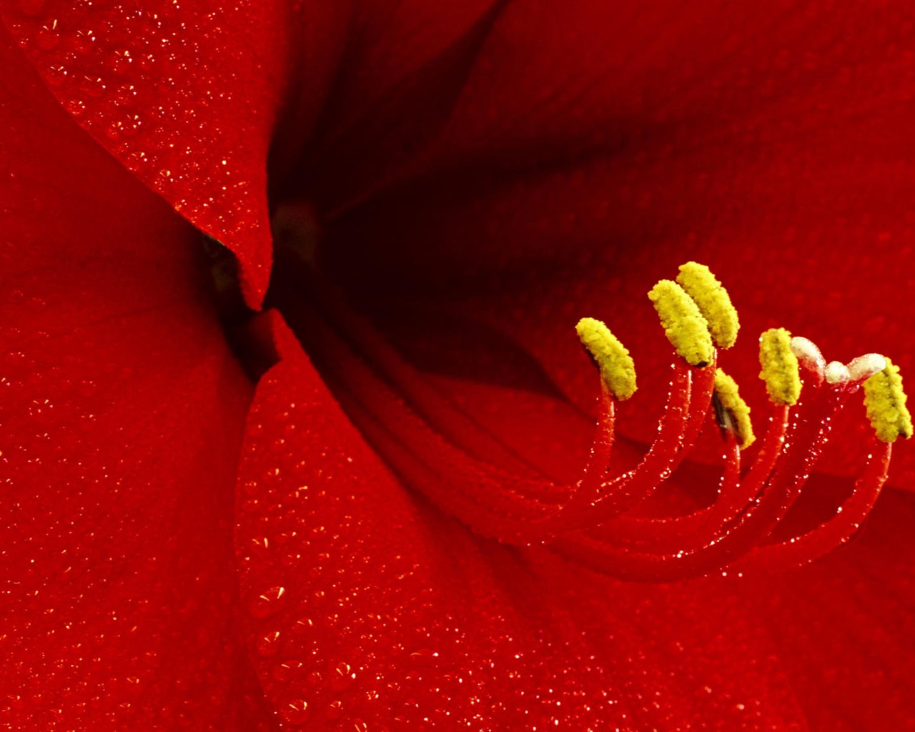 Širokoúhlé tapety květiny close-up #29 - 1280x1024