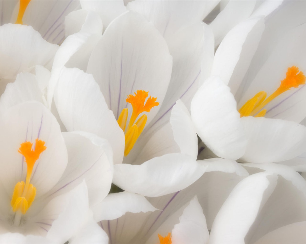 Širokoúhlé tapety květiny close-up #34 - 1280x1024