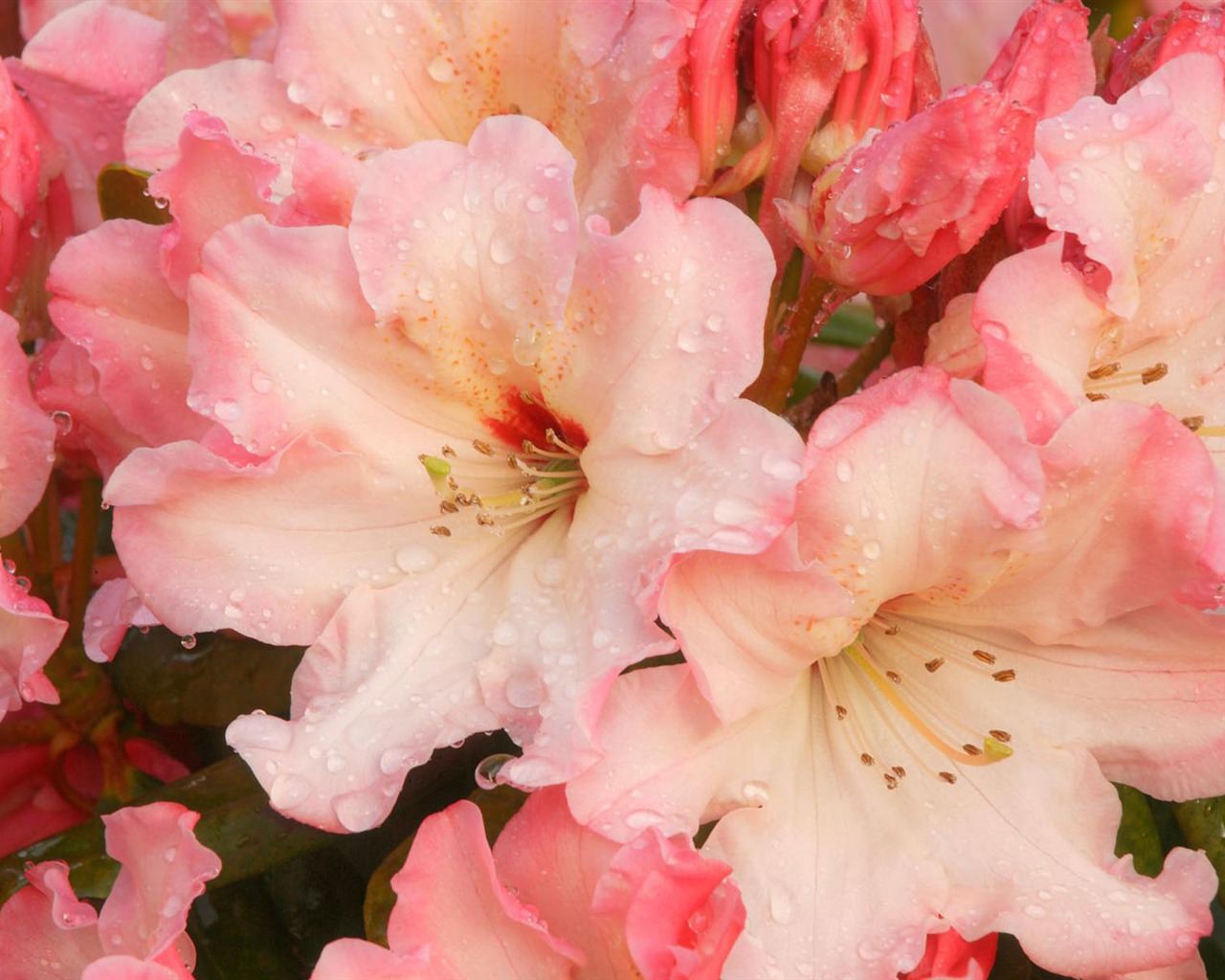 Širokoúhlé tapety květiny close-up #35 - 1280x1024