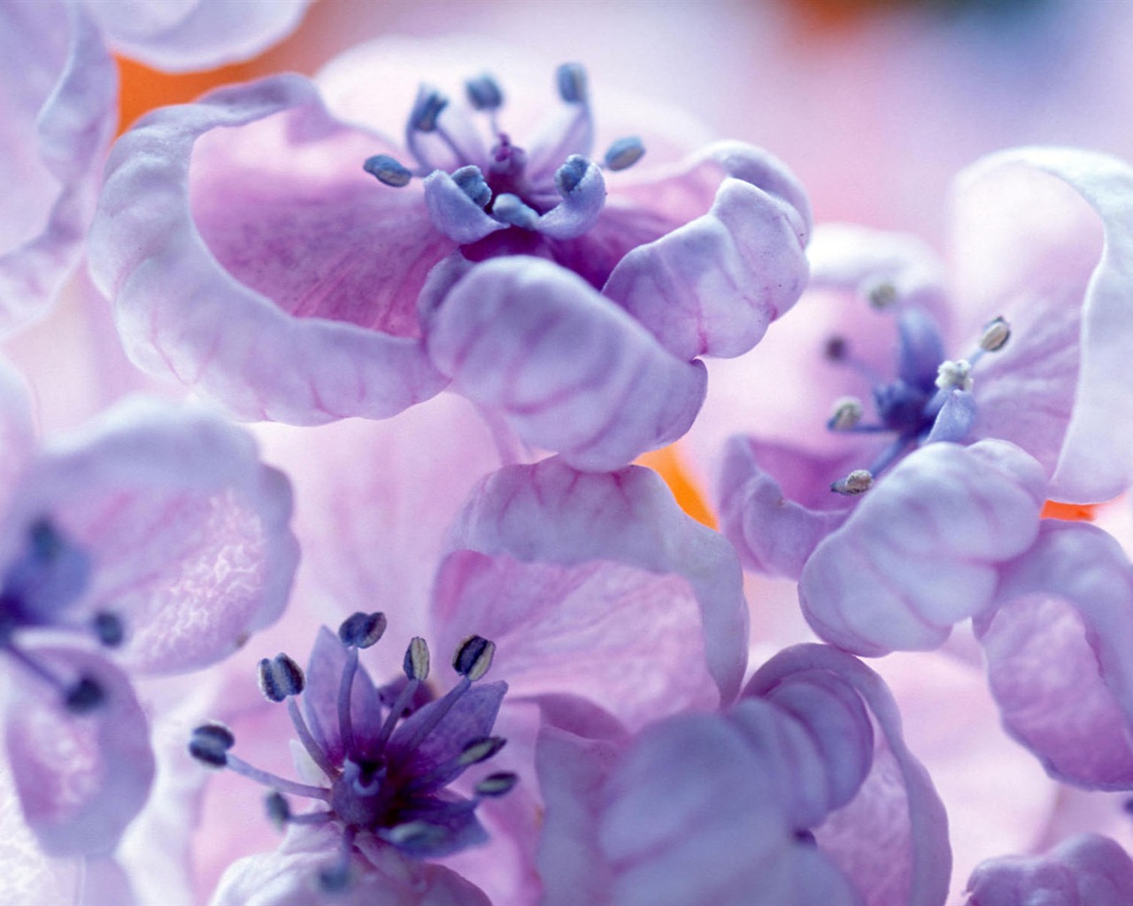 Širokoúhlé tapety květiny close-up #37 - 1280x1024