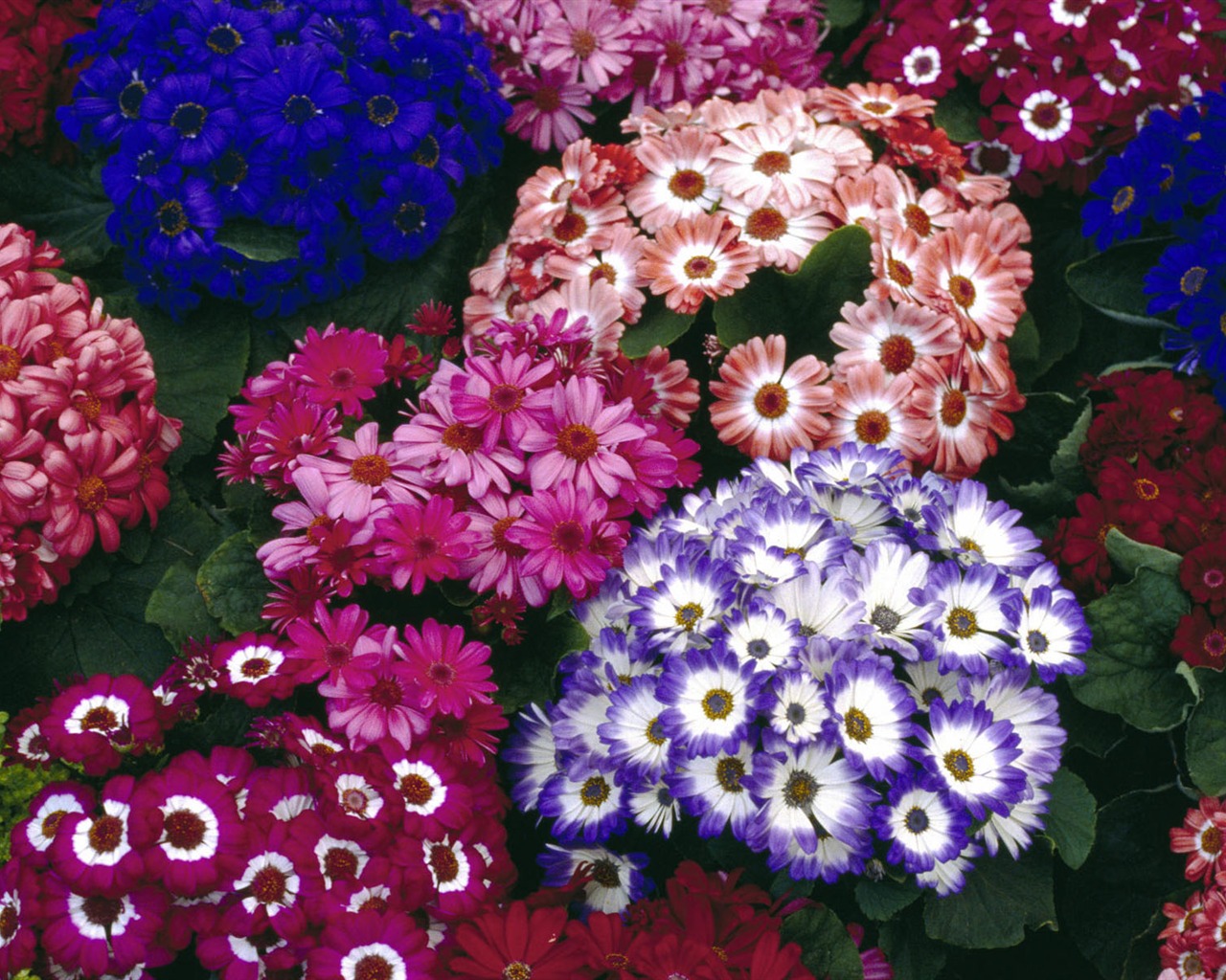 Širokoúhlé tapety květiny close-up #40 - 1280x1024