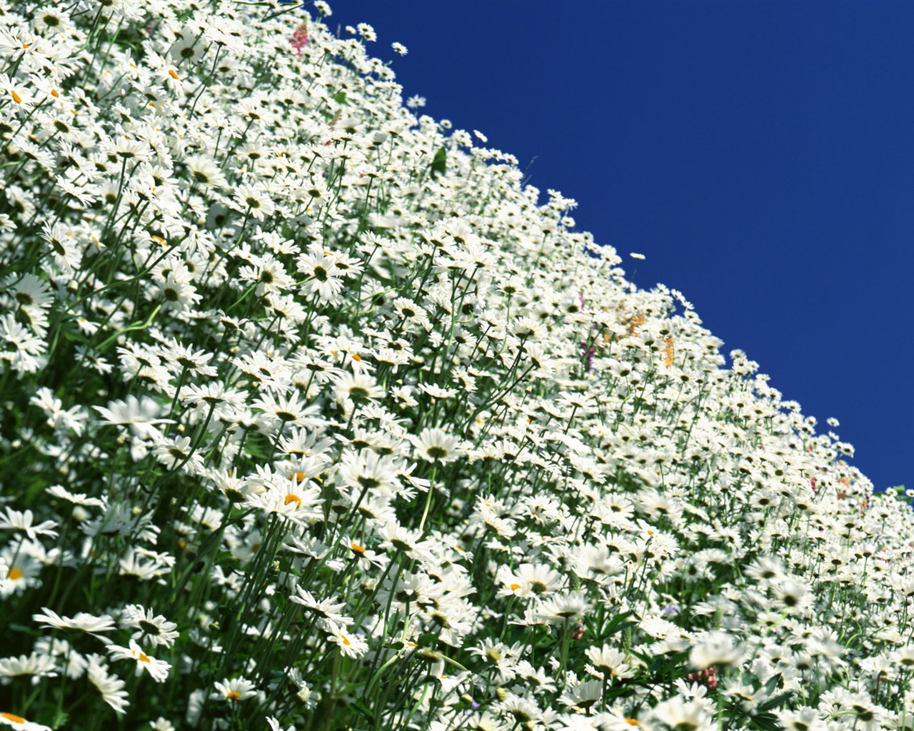 눈같이 흰 꽃 벽지 #9 - 1280x1024