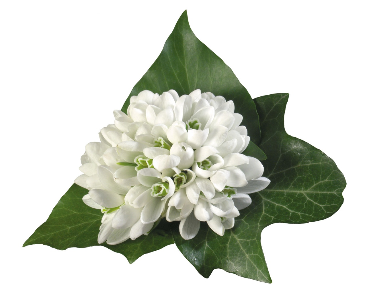 Blanche-Neige fond d'écran fleurs #15 - 1280x1024