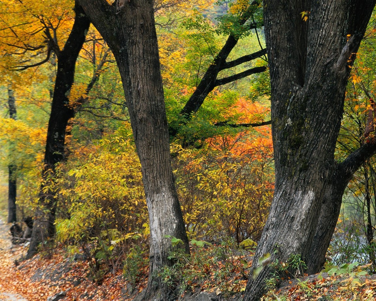 El fondo de pantalla bosque del otoño #2 - 1280x1024