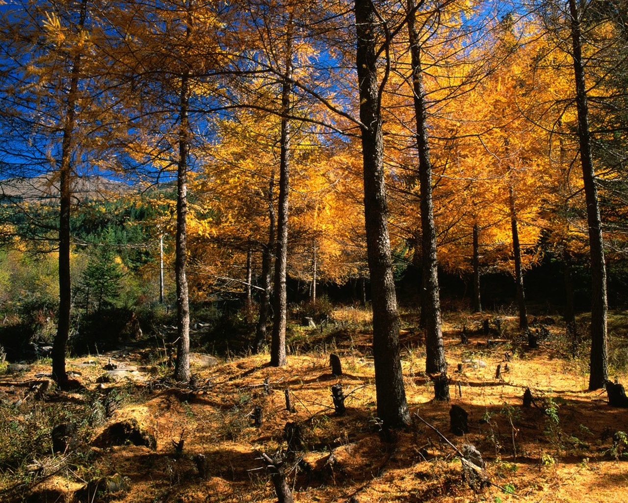El fondo de pantalla bosque del otoño #6 - 1280x1024