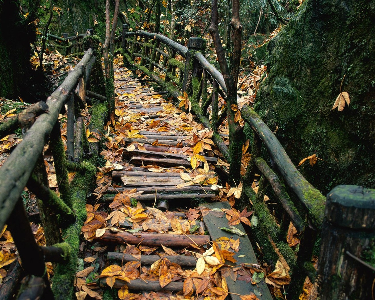 森林裡的秋天壁紙 #7 - 1280x1024