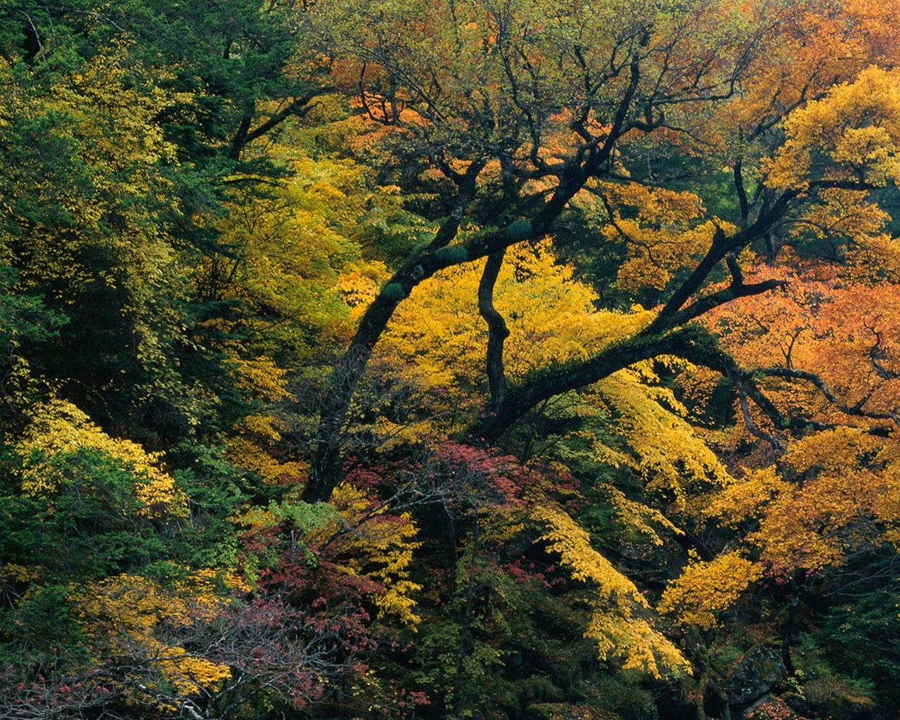 秋の森の壁紙 #15 - 1280x1024