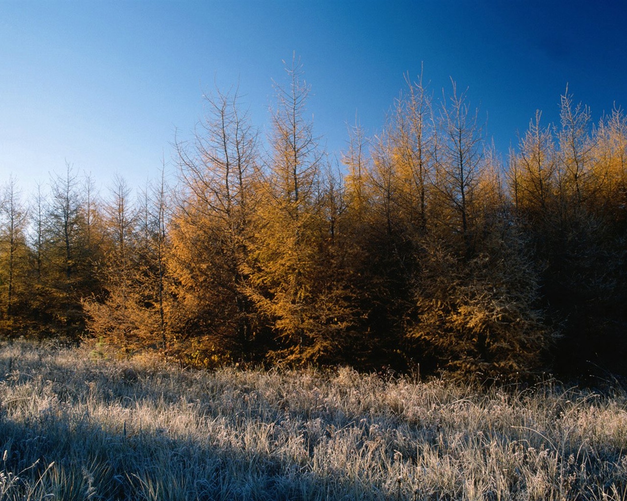 El fondo de pantalla bosque del otoño #24 - 1280x1024