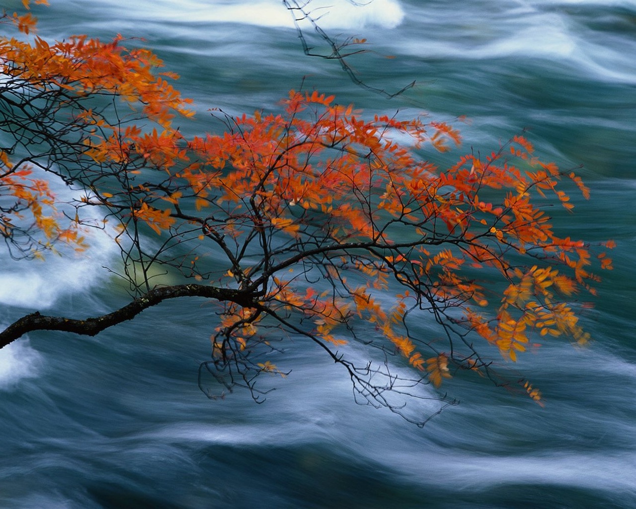 El fondo de pantalla bosque del otoño #29 - 1280x1024