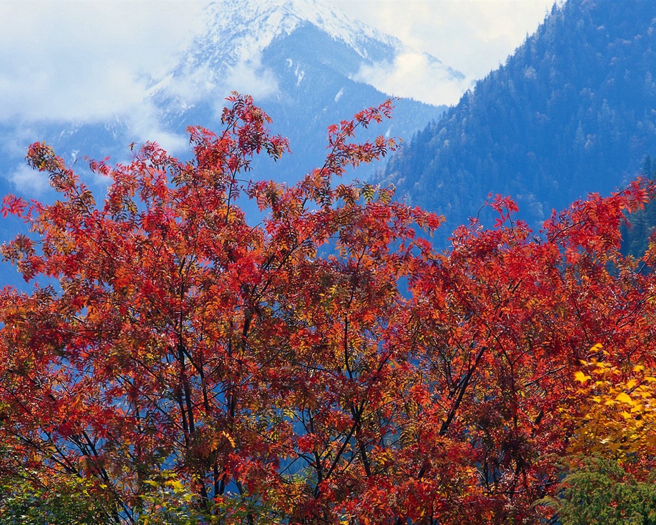 El fondo de pantalla bosque del otoño #31 - 1280x1024