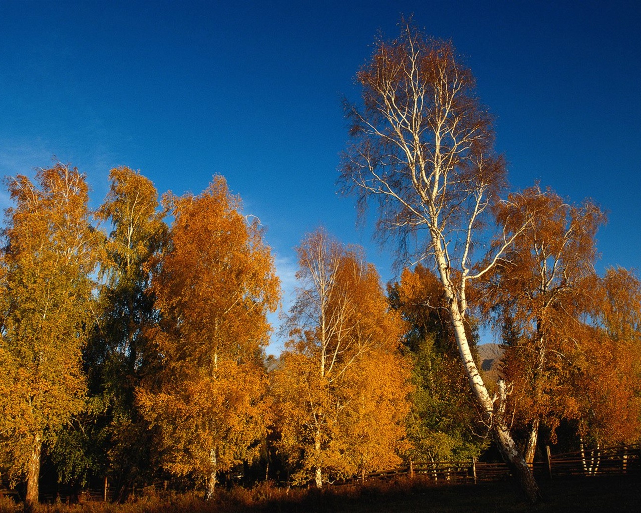 El fondo de pantalla bosque del otoño #39 - 1280x1024