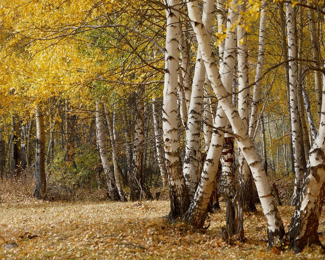 秋の森の壁紙 #41 - 1280x1024