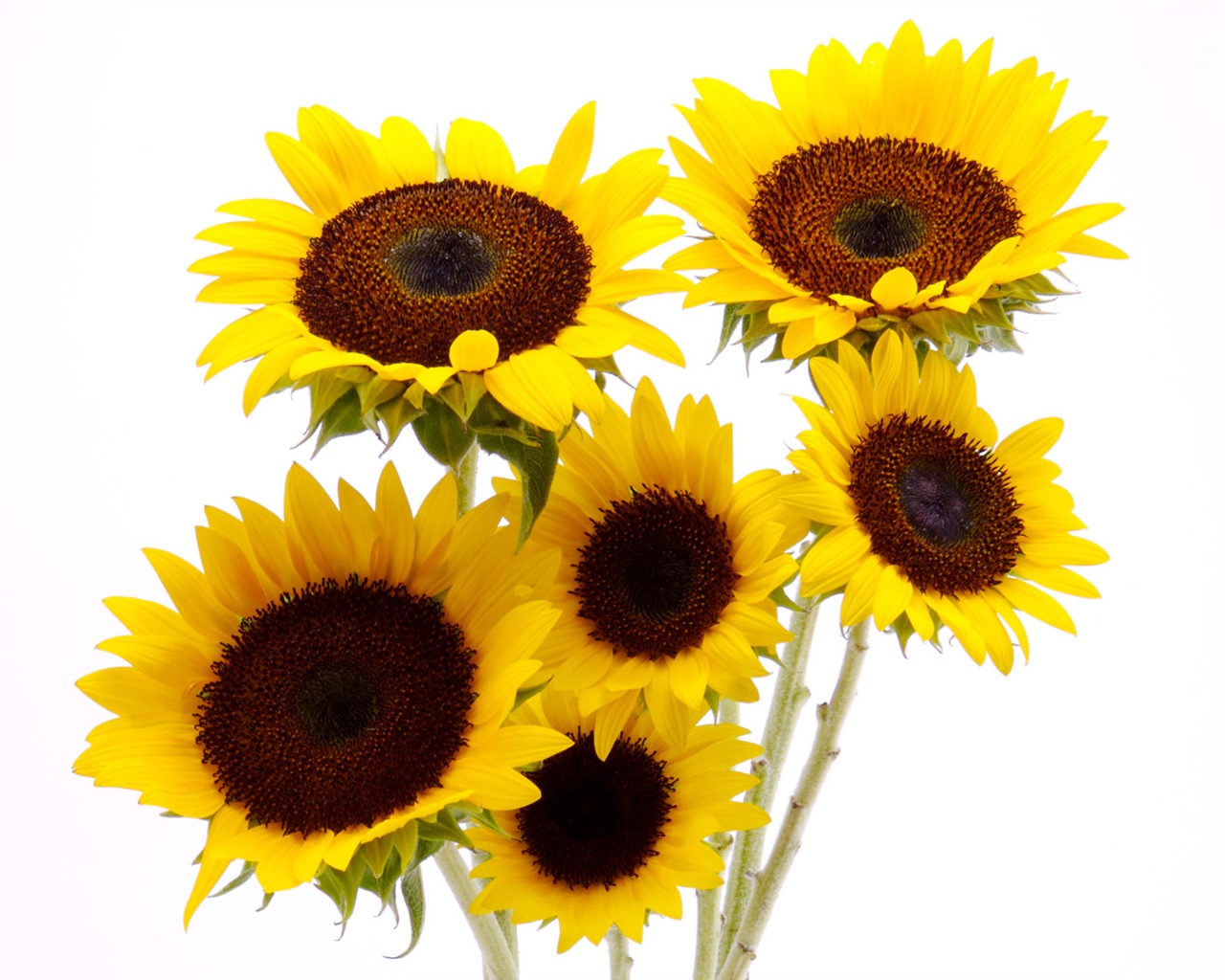 Soleado foto de girasol HD Wallpapers #3 - 1280x1024