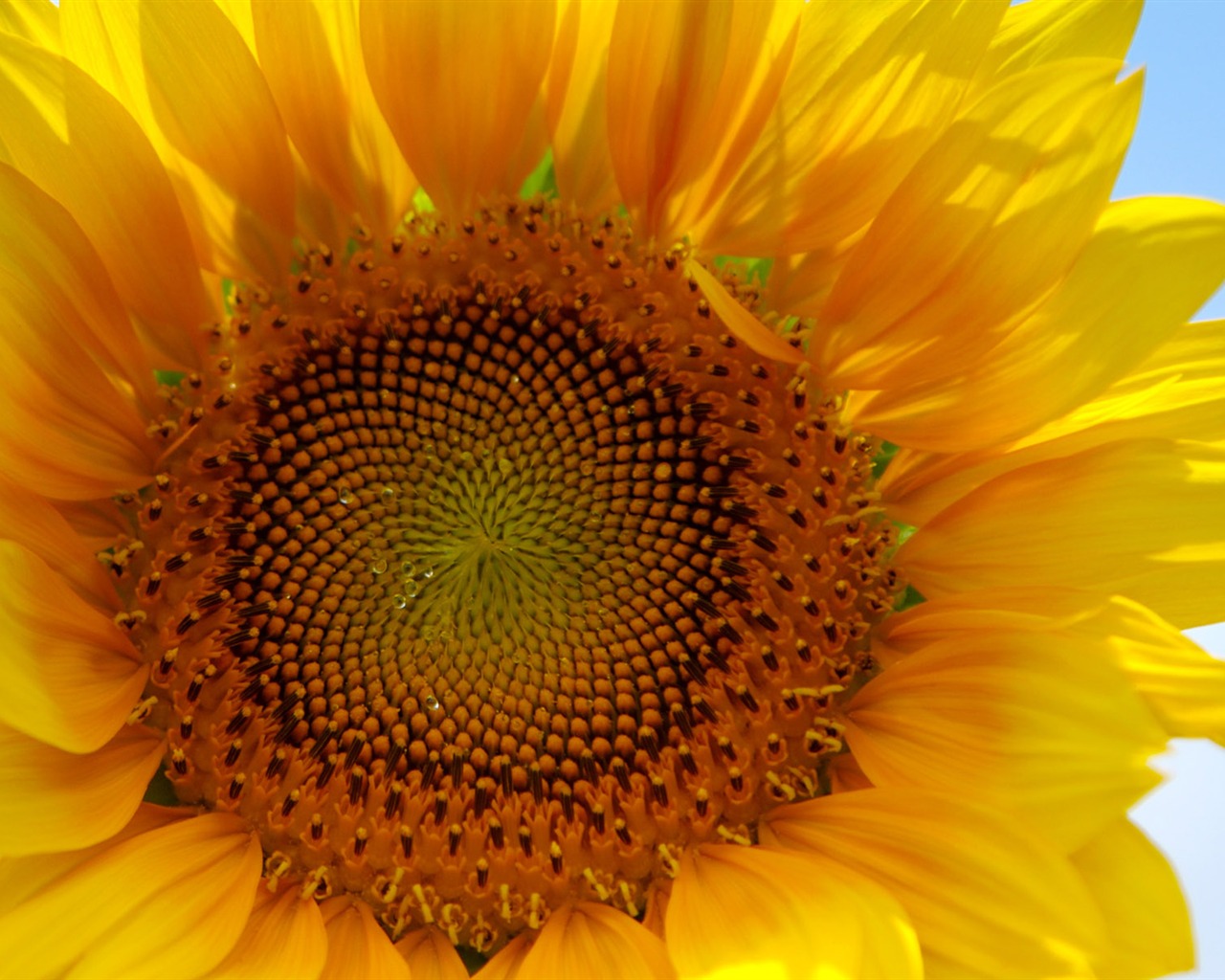 Sunny photo de tournesol HD Wallpapers #4 - 1280x1024