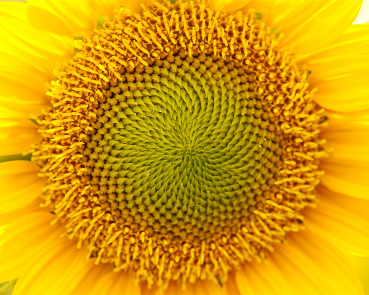 Sunny photo de tournesol HD Wallpapers #11 - 1280x1024