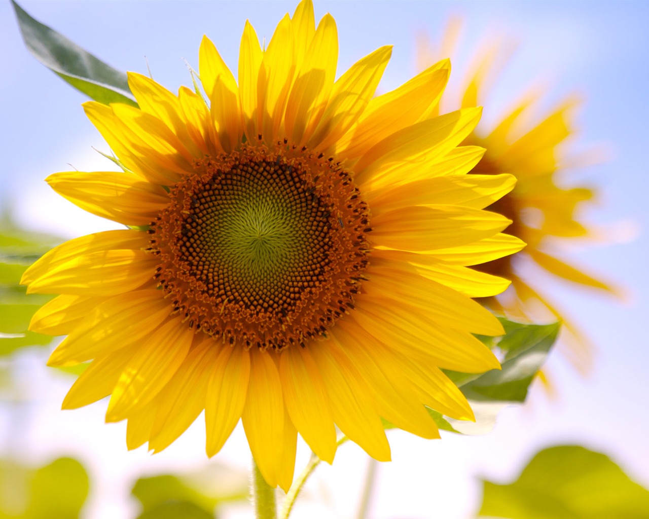 Sunny sunflower photo HD Wallpapers #14 - 1280x1024