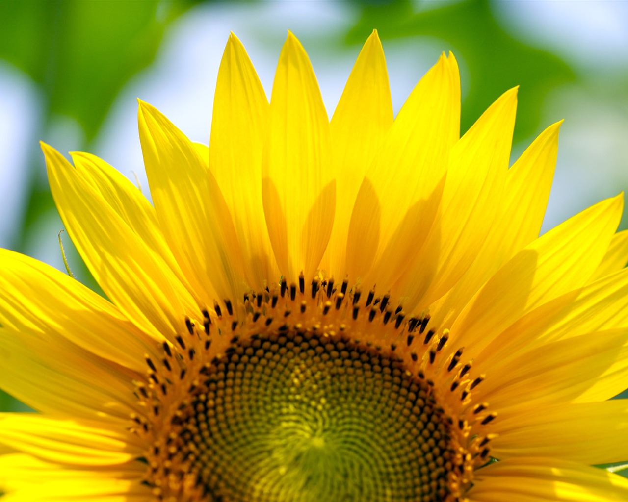 Sunny Sonnenblume Foto HD Wallpapers #20 - 1280x1024