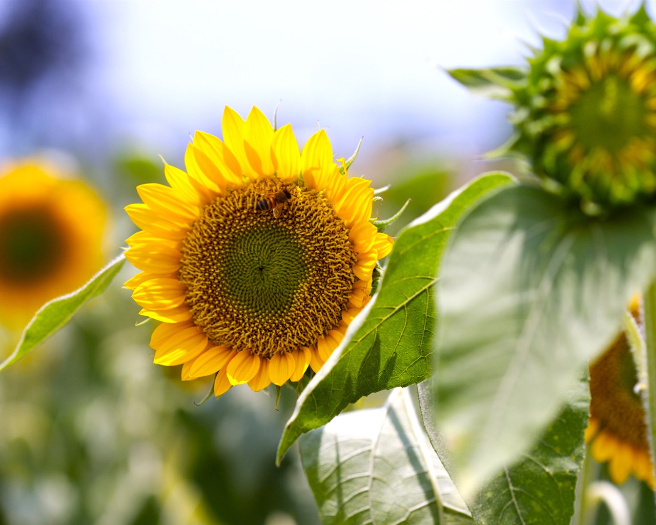 Sunny Sonnenblume Foto HD Wallpapers #21 - 1280x1024