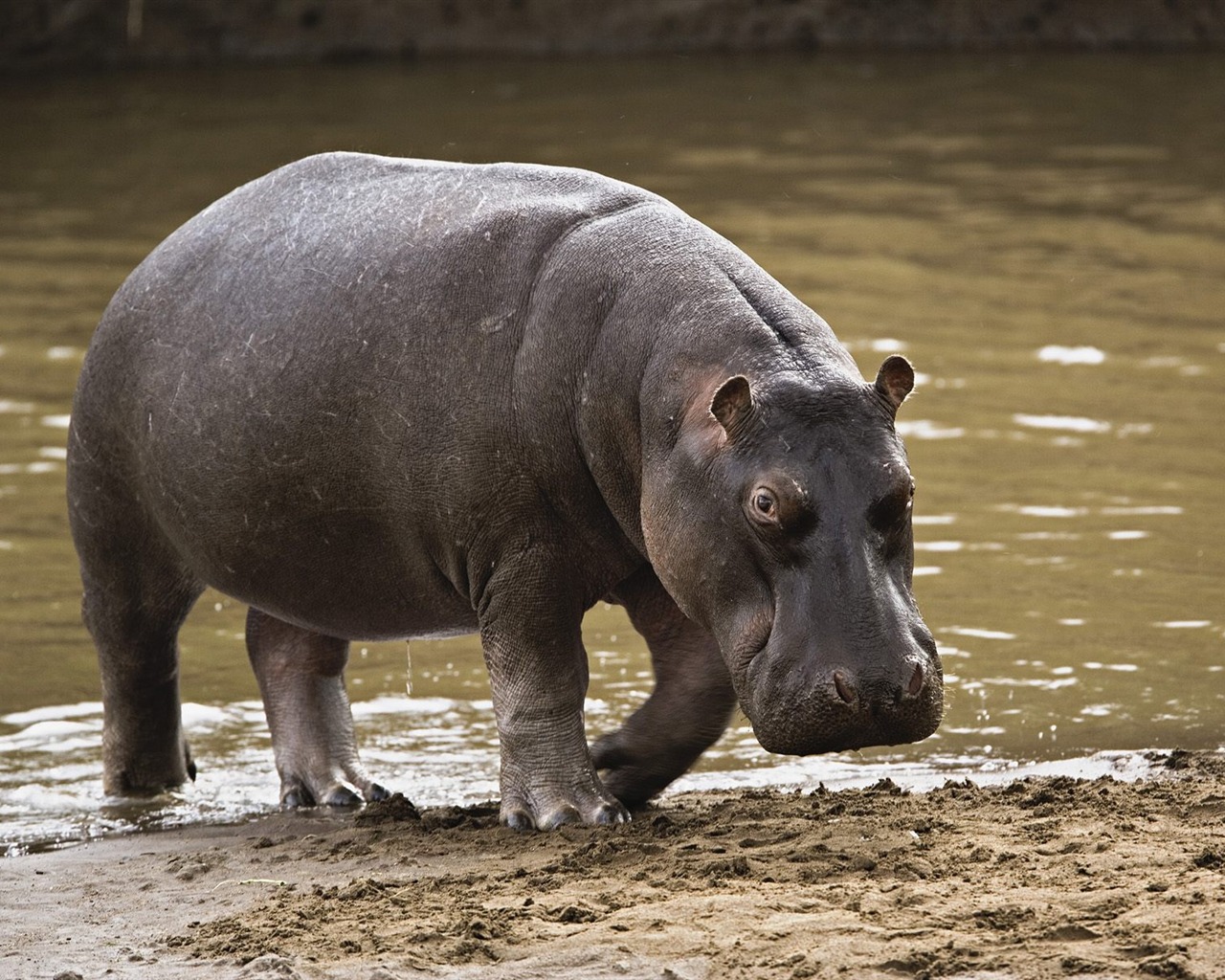 Fonds d'écran animaux Webshots (1) #18 - 1280x1024