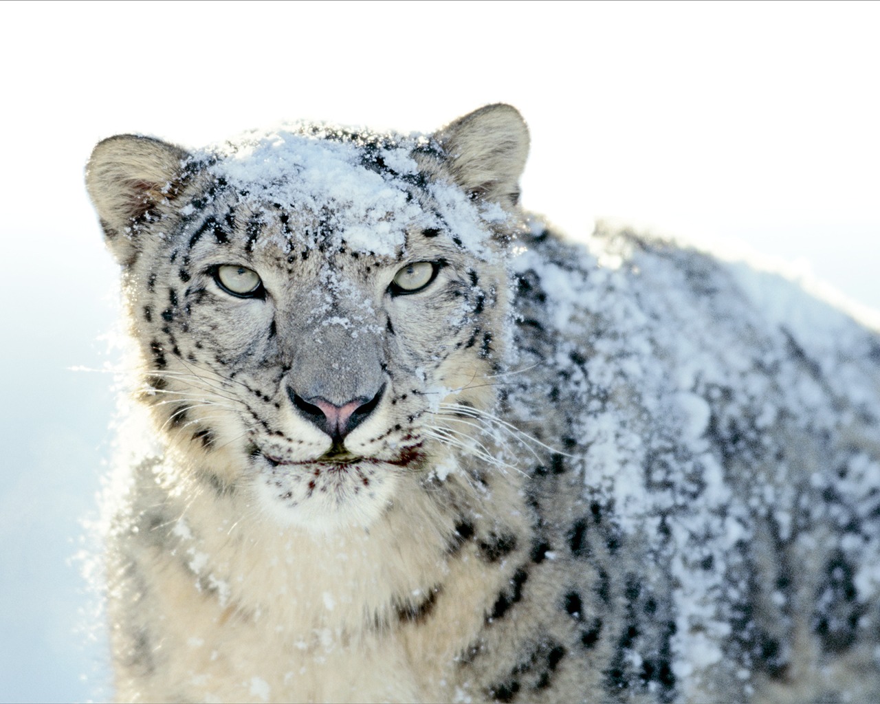 Снег Apple в Leopard по умолчанию обои полной #21 - 1280x1024