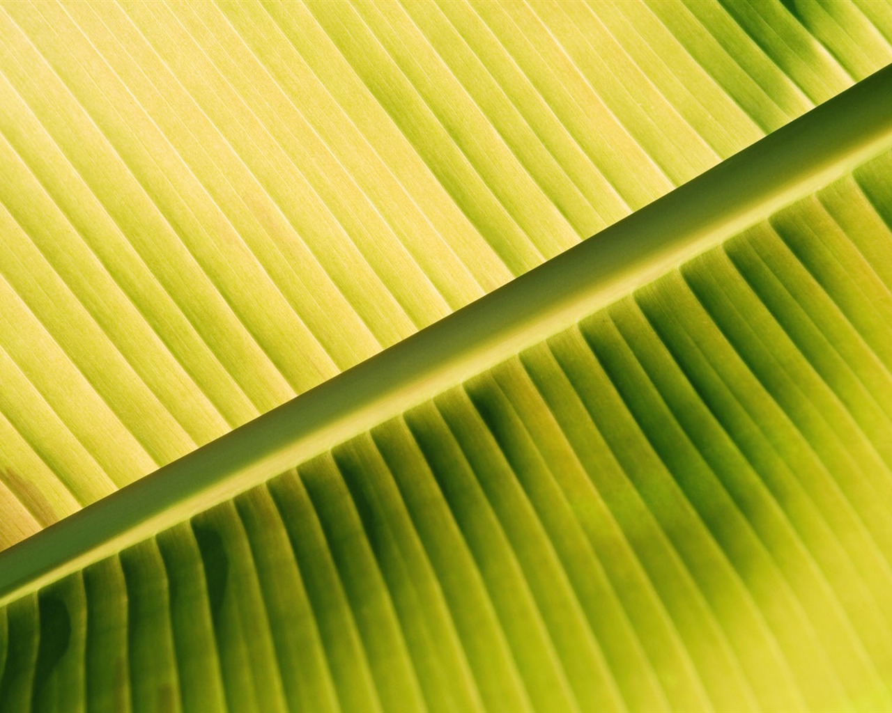 Pflanzen Green Leaf Wallpaper #2 - 1280x1024