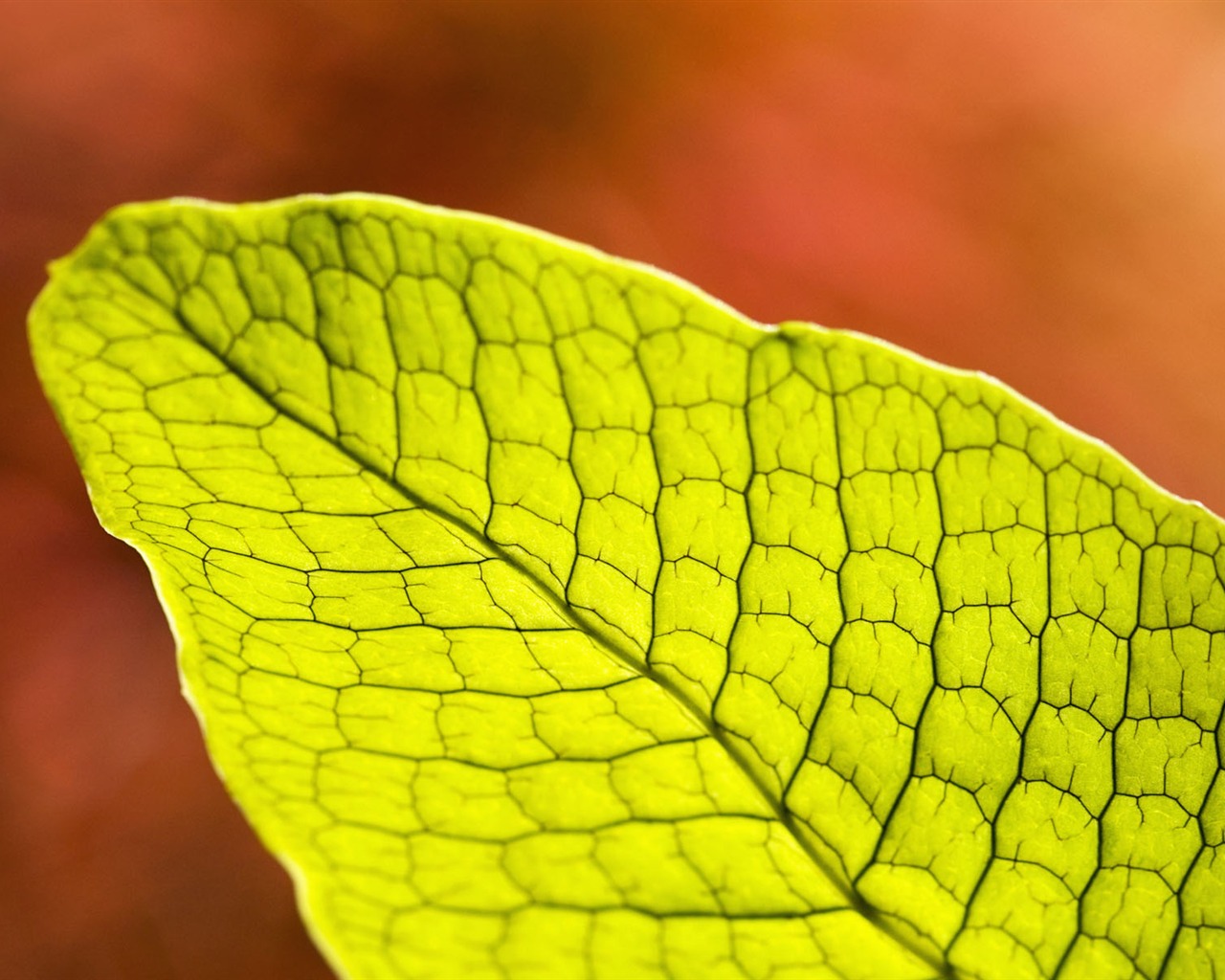 Fond d'écran plantes à feuilles vert #11 - 1280x1024