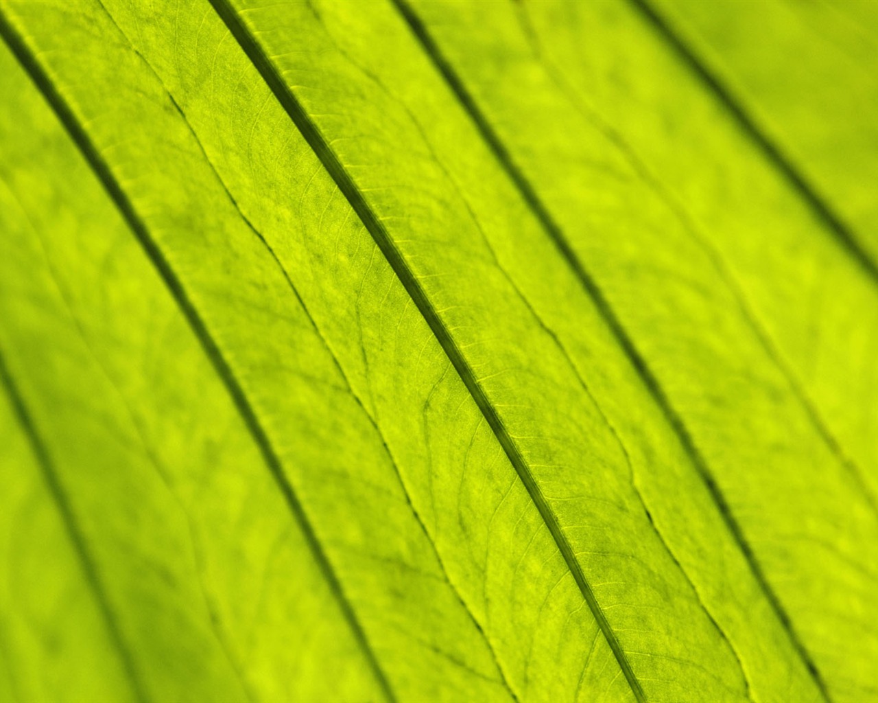 Plants Green Leaf Wallpaper #12 - 1280x1024
