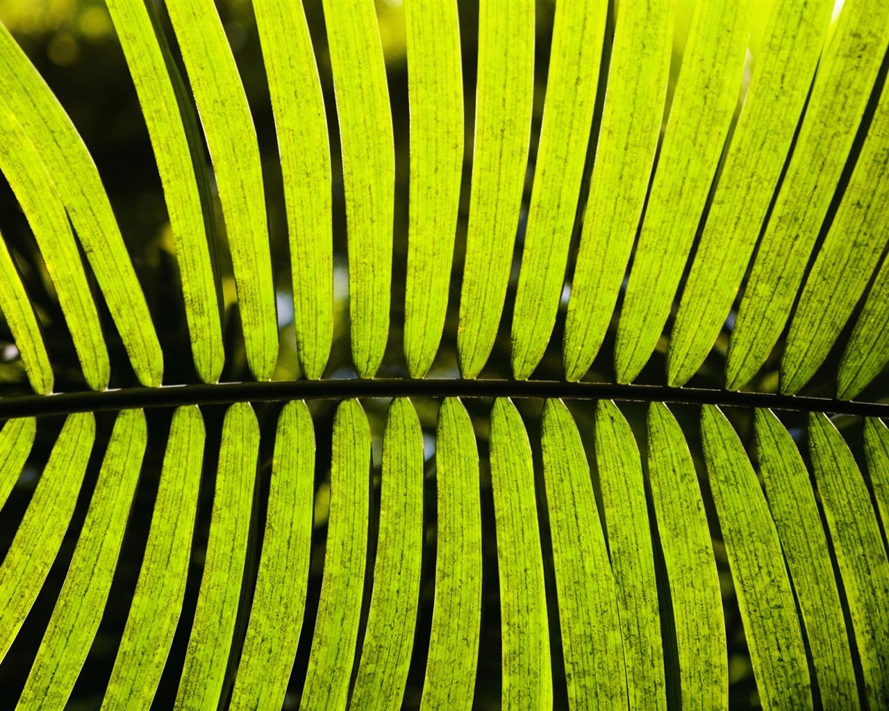 Plants Green Leaf Wallpaper #15 - 1280x1024