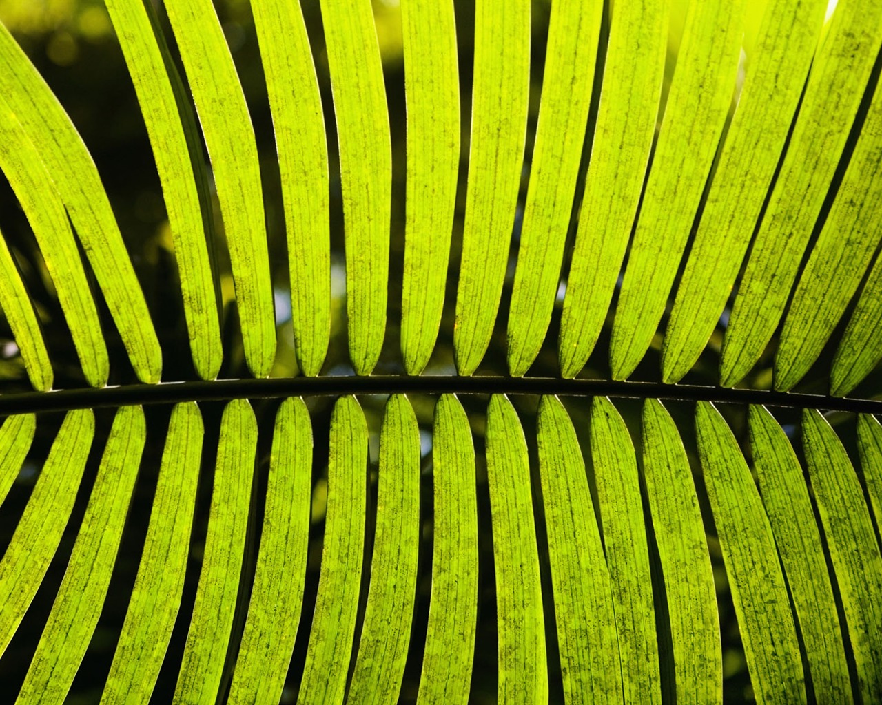 Fond d'écran plantes à feuilles vert #15 - 1280x1024