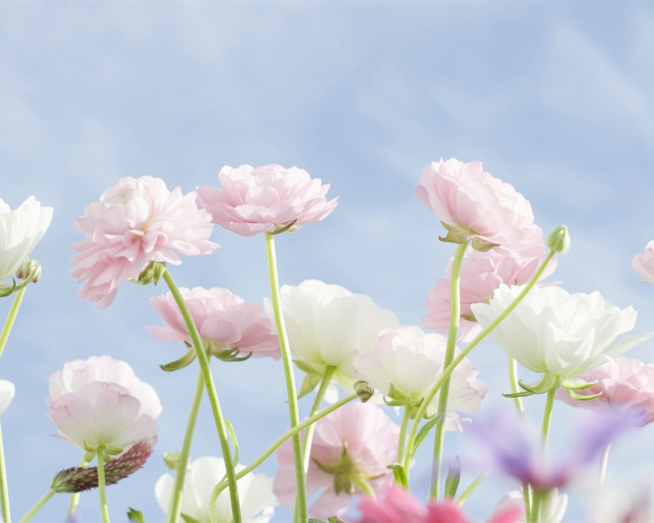 Čerstvé styl květiny Tapety #31 - 1280x1024