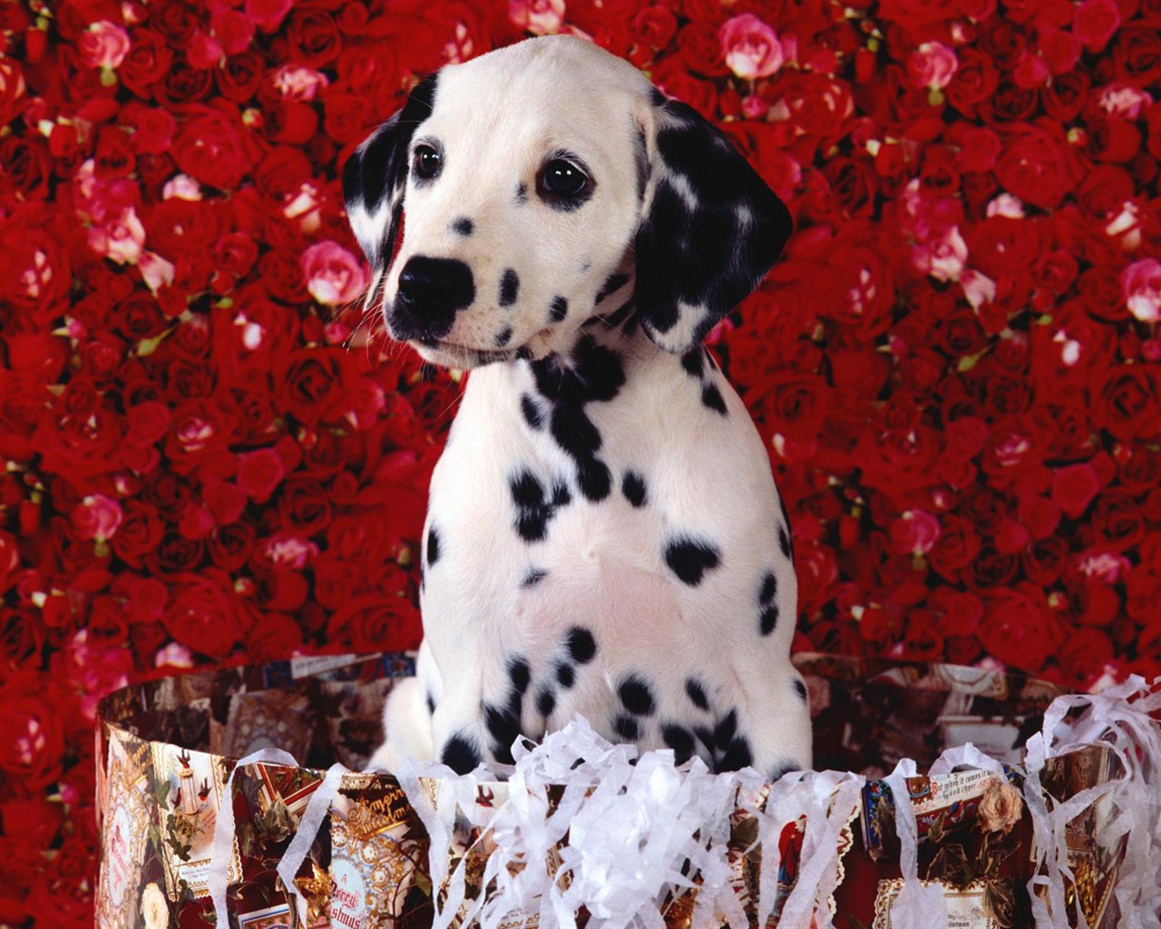 宠物壁纸之小狗写真11 - 1280x1024