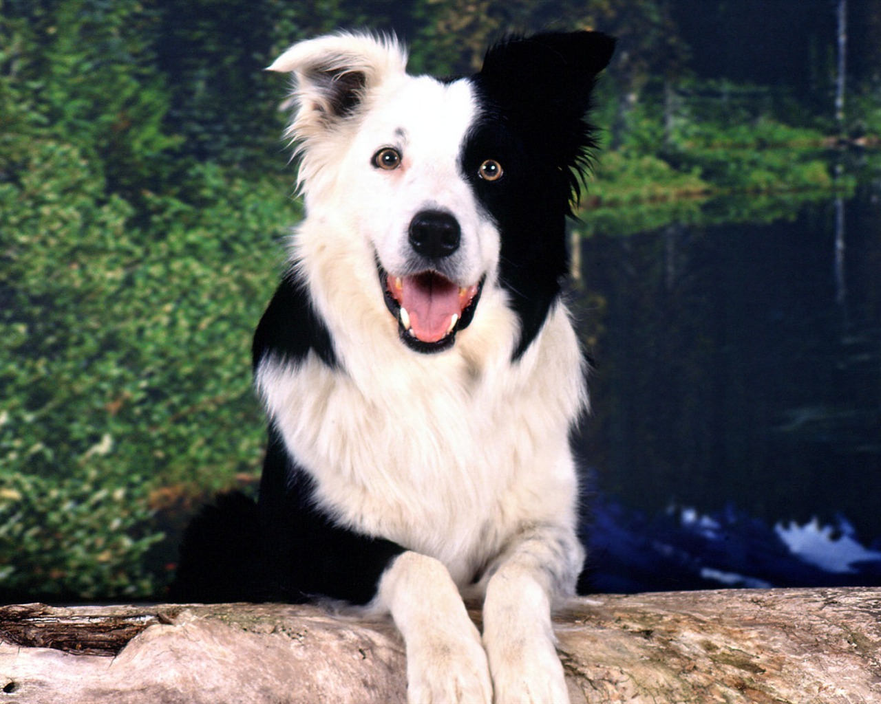 HD wallpaper cute dog #5 - 1280x1024
