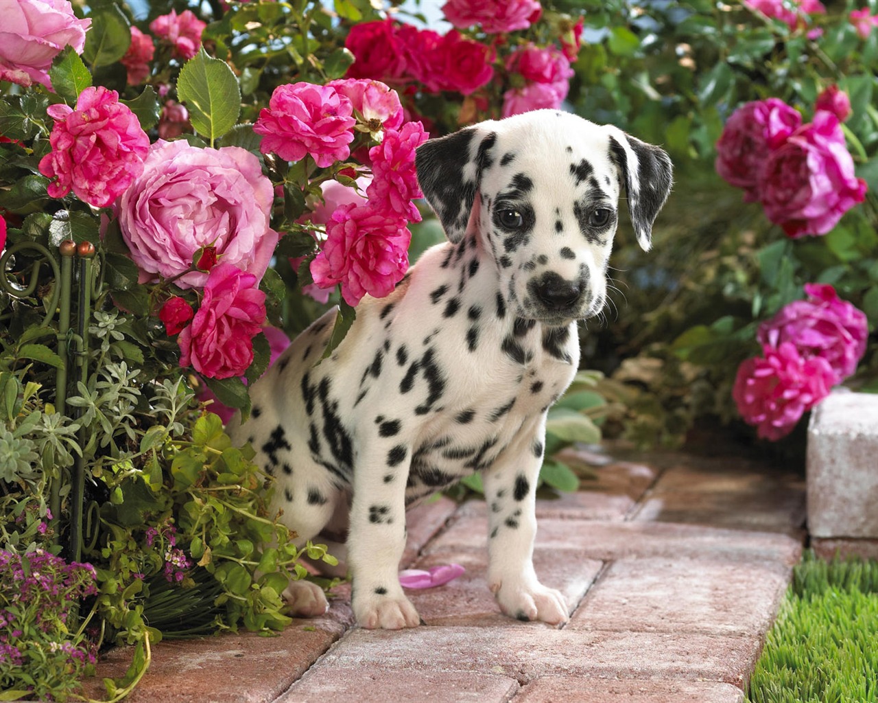 HD papel tapiz lindo perro #7 - 1280x1024
