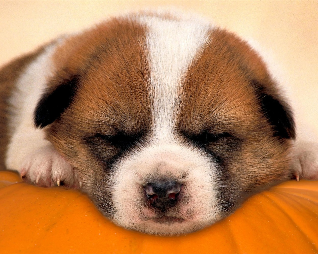 HD wallpaper cute dog #17 - 1280x1024