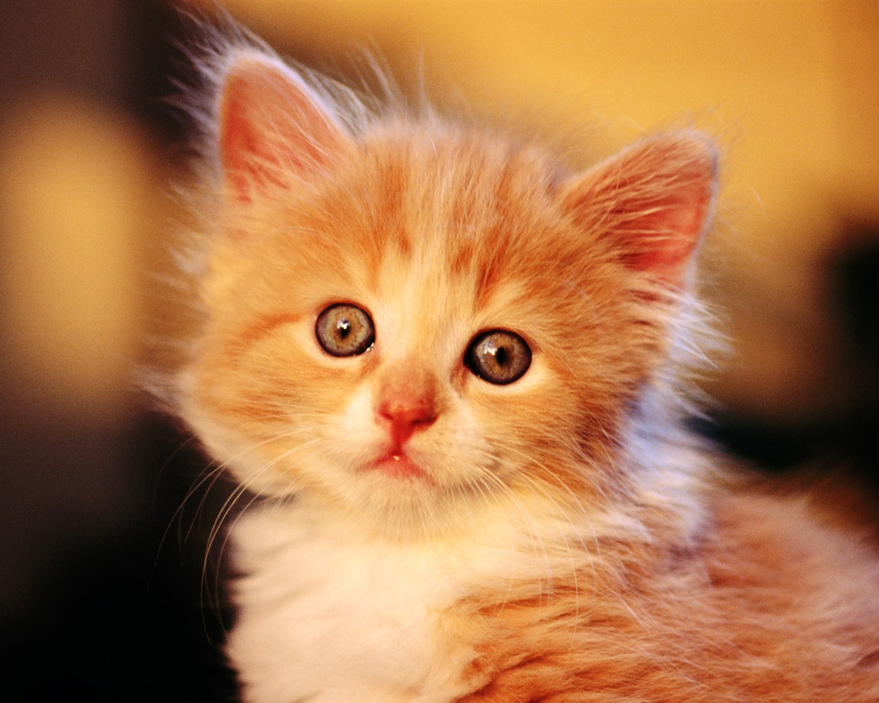 HD fotografía de fondo lindo gatito #1 - 1280x1024