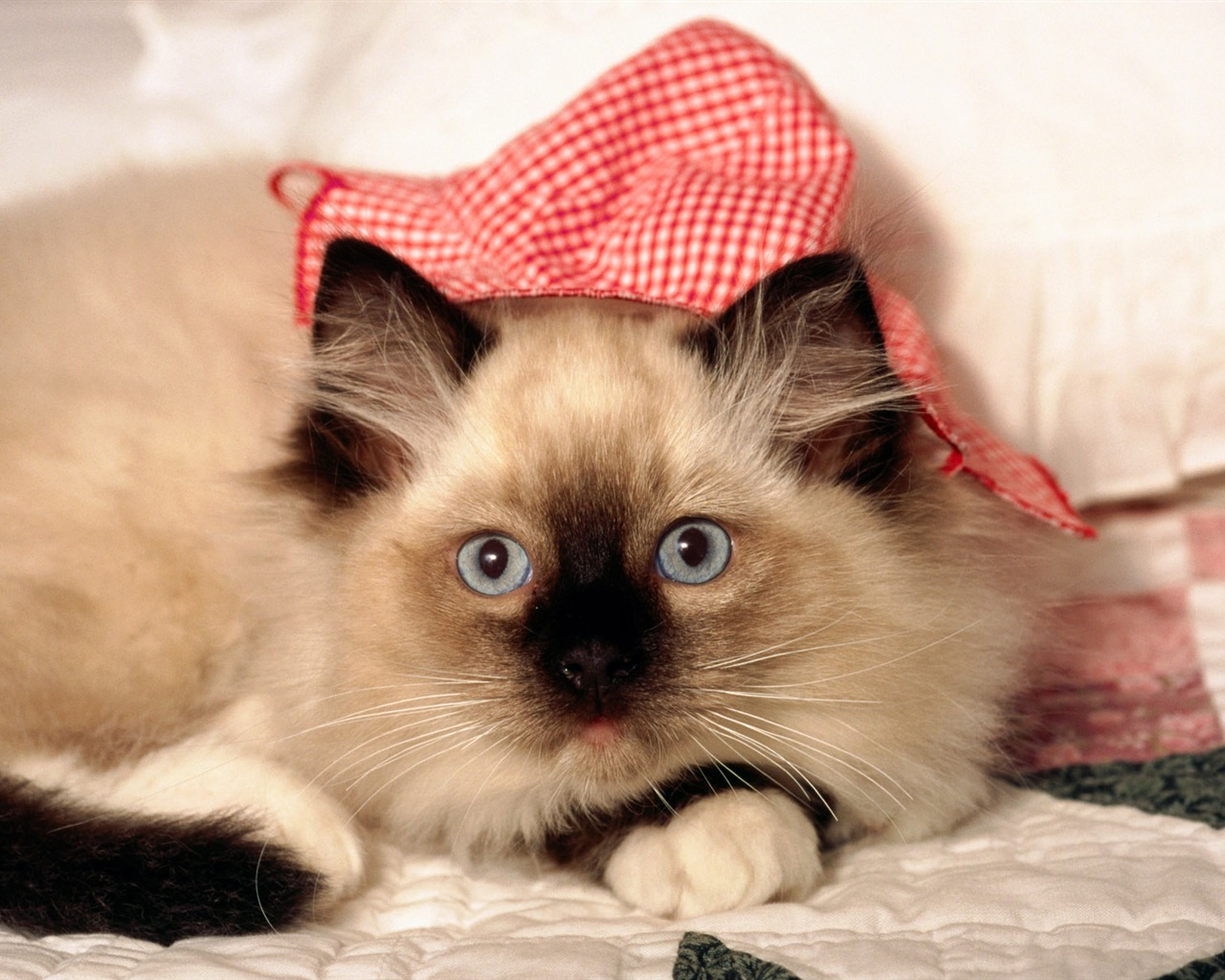 HD wallpaper cute cat photo #2 - 1280x1024