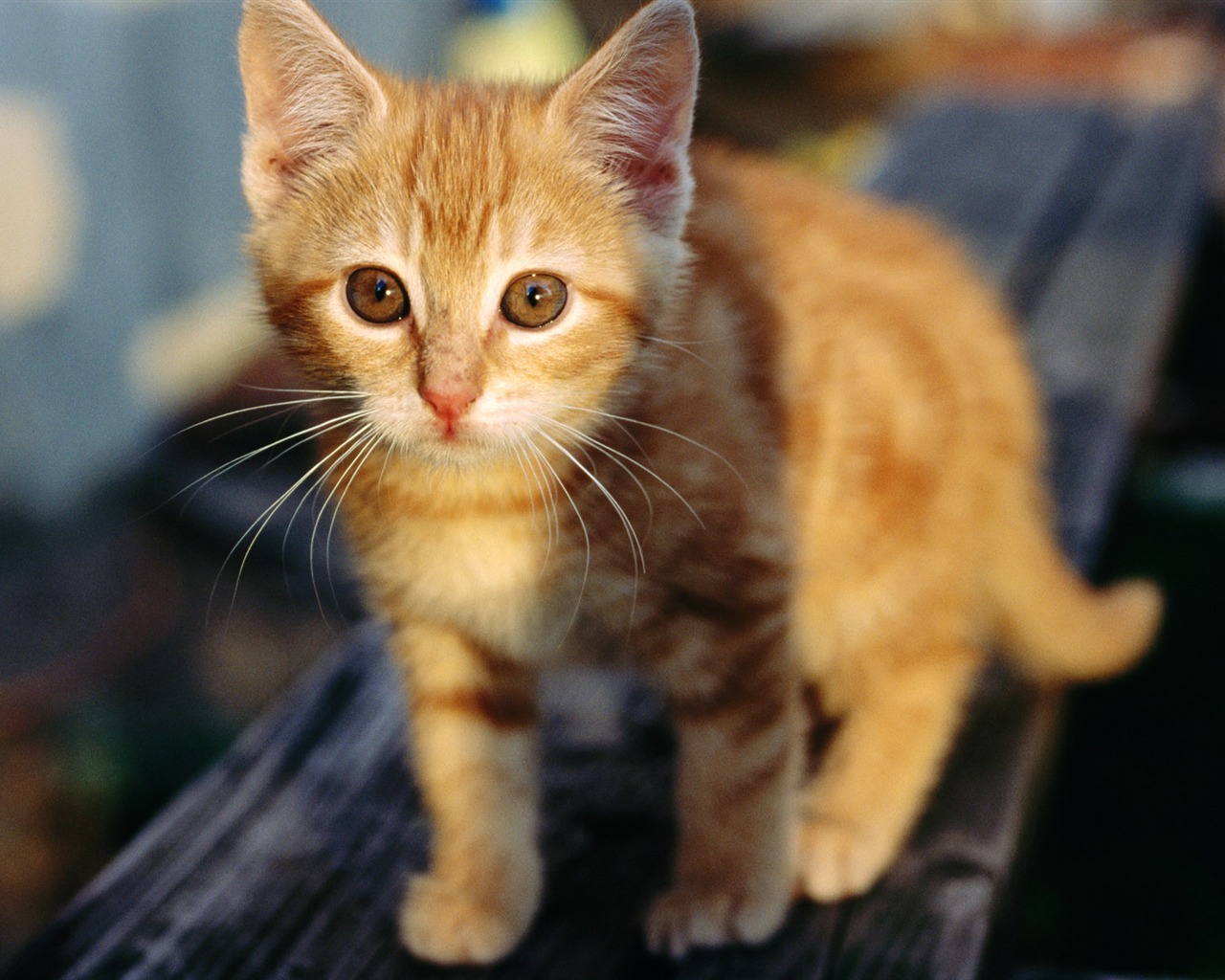 HD wallpaper cute cat photo #6 - 1280x1024