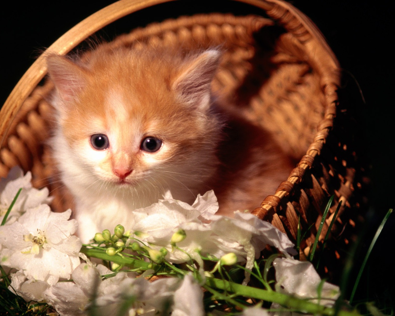 HD wallpaper cute cat photo #8 - 1280x1024